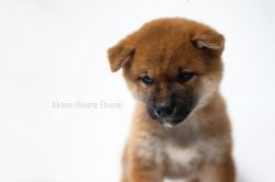picture of dog