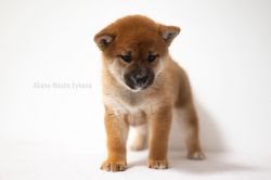 picture of dog