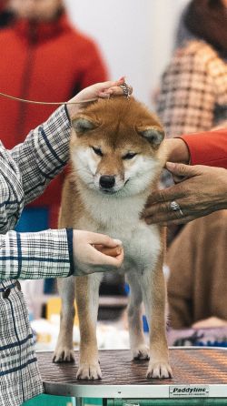 picture of dog
