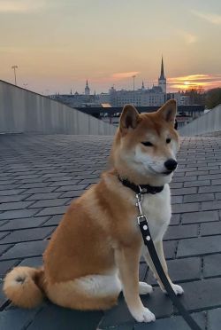 picture of dog