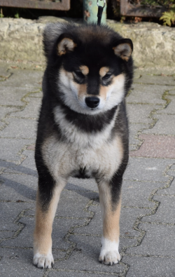 picture of dog
