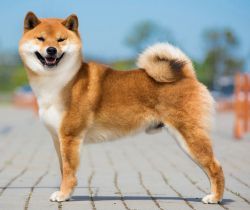 picture of dog