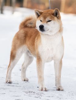 picture of dog