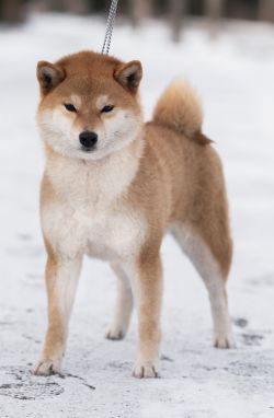 picture of dog