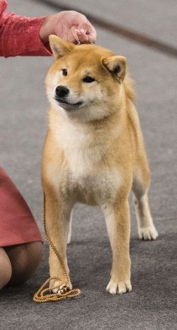picture of dog