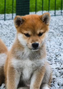 picture of dog