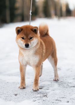 picture of dog