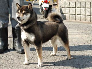 picture of dog