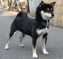 picture of dog