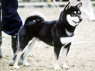 picture of dog