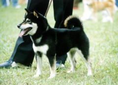 picture of dog
