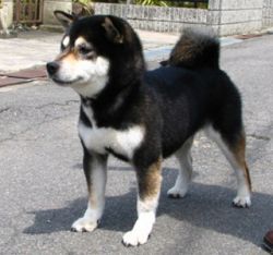 picture of dog