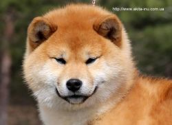 picture of dog