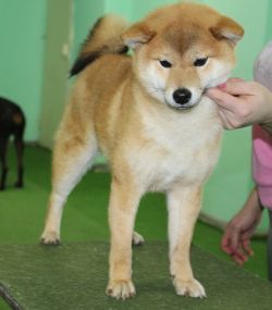 picture of dog