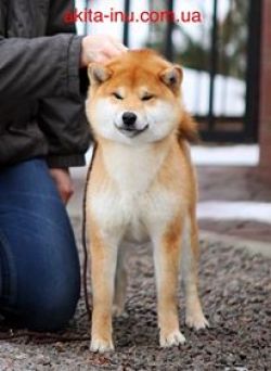 picture of dog