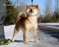 picture of dog