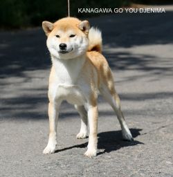 picture of dog