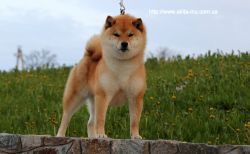 picture of dog