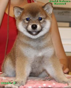 picture of dog