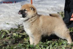 picture of dog