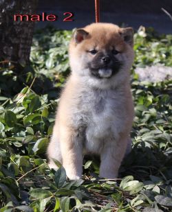picture of dog