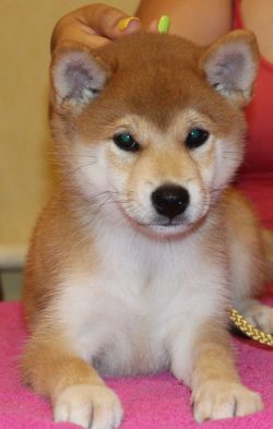 picture of dog