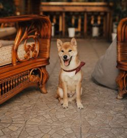 picture of dog