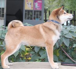 picture of dog