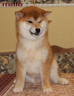 picture of dog