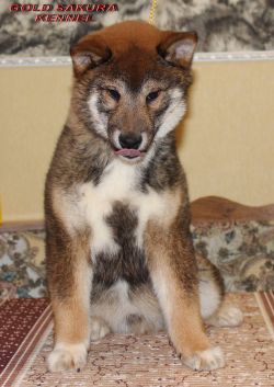 picture of dog