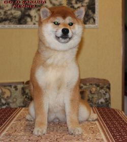picture of dog