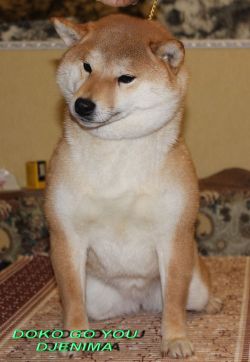 picture of dog