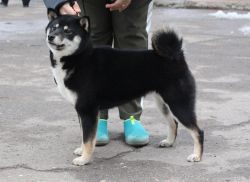 picture of dog