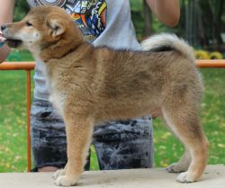 picture of dog