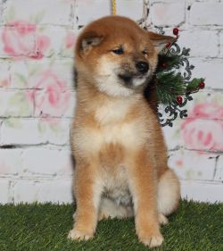 picture of dog