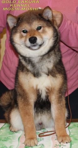 picture of dog