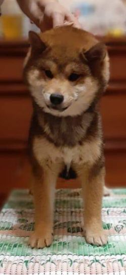 picture of dog