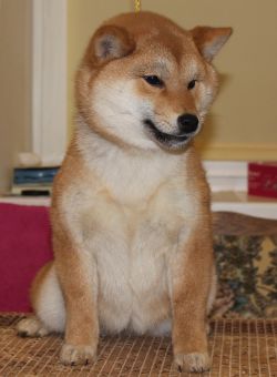 picture of dog