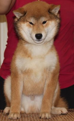 picture of dog