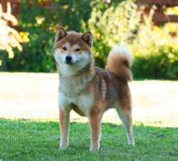 picture of dog