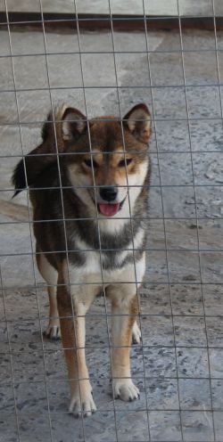 picture of dog