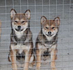 picture of dog