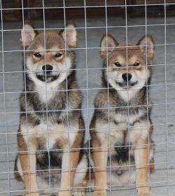 picture of dog