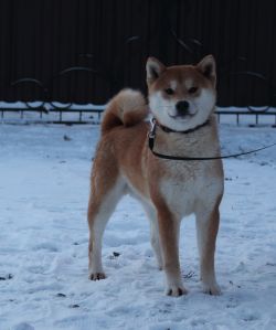 picture of dog