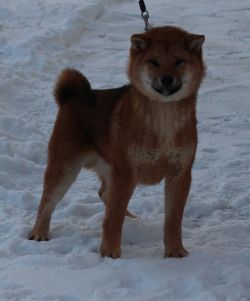 picture of dog