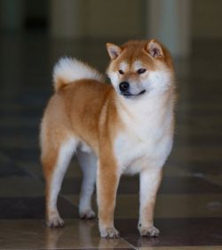picture of dog
