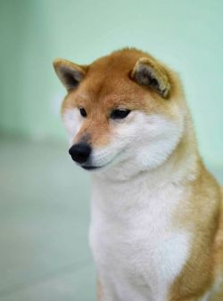 picture of dog