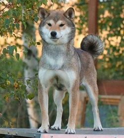 picture of dog