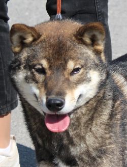 picture of dog