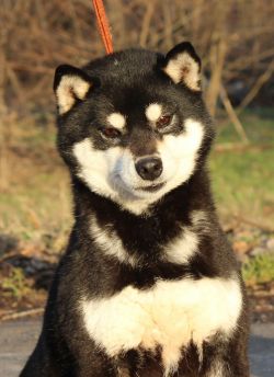 picture of dog